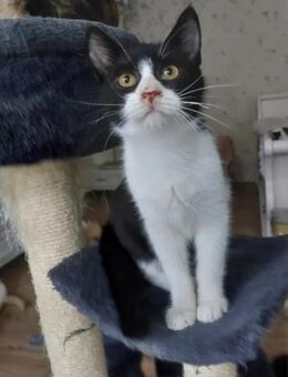 Jonas Verspielter Schmusekater - Unterföhring