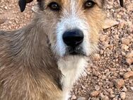 DIANA - ein riesiges ❤️auf 4 Beinen - Völklingen