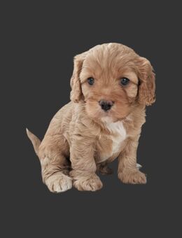 Cavalier King Charles/Toypudel Welpen Cavapoo Mini Pudel Doodle - Erfurt