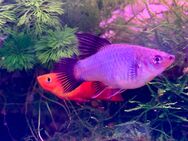 High Fin Platy blau * rot * gelb - Hettstadt