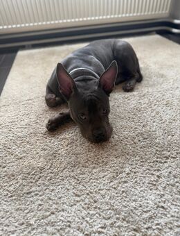 American-Bully - Mannheim