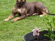 Dobermann/ American Bully Hündin - Egg (Günz)