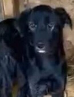 Milow möchte gesehen werden 🐾 - Elsdorf (Nordrhein-Westfalen)