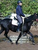 Friesenmixwallach Alex in 99628