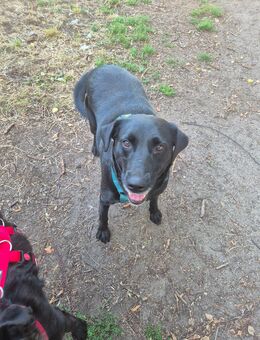 Unsere sehr verschmuste Labradorhündin Bella 6 J,ca 45-50 cm groß - Angern
