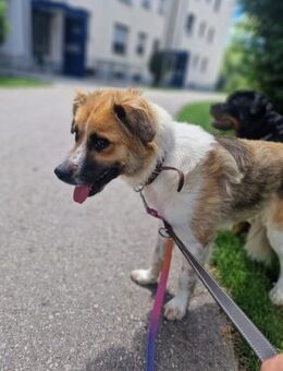 BENJI (*2024)auf PS in 86989 Steingarten - Landau (Pfalz)