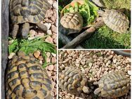 Griechische Landschildkröten männlich - Tiefenbach (Landkreis Passau)