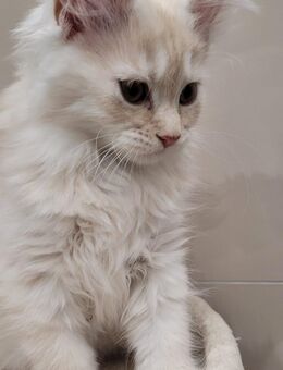 Reinrassige creme/rote Maine Coon Katze - Dorsheim