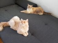 2 liebevolle Kater suchen ein neues Zuhause - Tettau (Bayern)