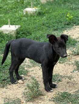 Mischka aus dem Kanal - Steinhagen (Nordrhein-Westfalen)
