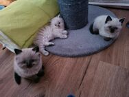Bezaubernde Kitten suchen Dosenöffener - Bünde