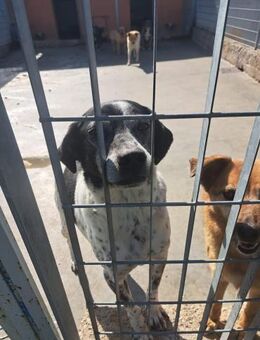 Zack - blind aber topfit - Grevenbroich