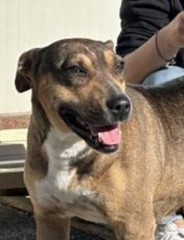 Burga sucht Zuhause außerhalb DE - München