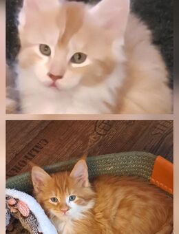 Meine coon kitten reinrassig. - Kassel Nordshausen