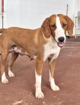 Selma Mix Hündin ca. 2 Jahre alt in GR - Reutlingen