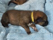 Malinois Mix welpen - Wadern