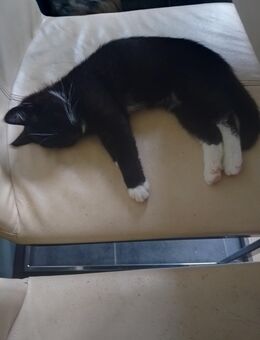 BKH Mix Katzen - Essen Zentrum