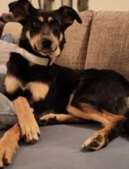 Sportliche PIPPA sucht liebes Zuhause - Schlitz