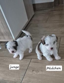 Mini yorkshire welpe - Gartz (Oder)