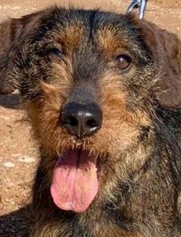 Robin❤️ hatte ein schweres Leben - Hamburg