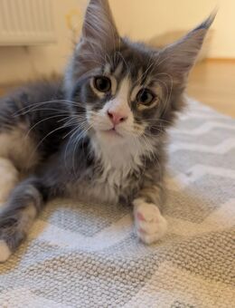 Maine Coon Kitten - Meßstetten