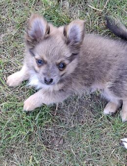 Pomchi Welpen suchen neues Zuhause - Damme