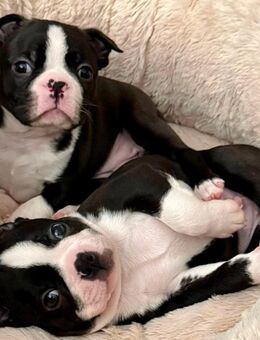 Boston Terrier Welpen - Bad Herrenalb