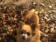 Chihuahua Hündin sucht liebevolles neues Zuhause - Dissen (Teutoburger Wald)