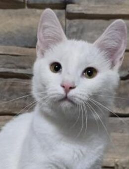 ANGEL - Ein schneeweißer Engel! - Sulzbach-Laufen