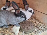 Hasen Kaninchen abzugeben - Mühlhausen (Thüringen)