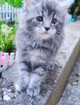 Reinrassige Maine coon kitten weiblich - Hohenroda