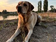 Labrador Deckrüde - Mühlhausen (Thüringen)