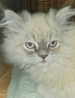 4 Reinrassige Perserkitten - Warder