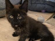 Maine Coon Madchen - Herzberg (Harz)