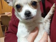 ❤️Bart...11 Mon. sucht Rasseliebhaber! - Eutingen (Gäu)