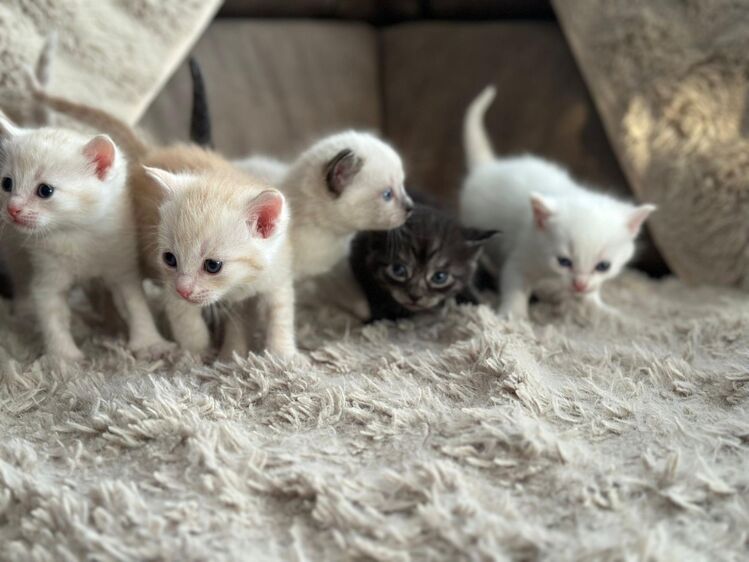 Flauschalarm! Unsere Baby-Kitten wollen dein Herz erobern! - Saarbrücken