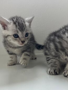 BKh Mix Kitten - Lohne (Oldenburg) Zentrum