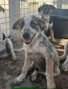 Hawkey von kettenlos - Bollingstedt