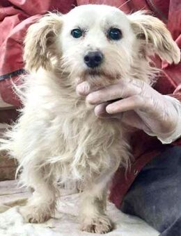 Sandro - verkuschelt & freundlich - Koblenz