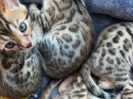 Bengal kitten abzugeben - Weyhe