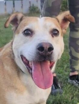 Treue Seele Jack - Gefrees