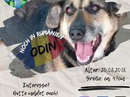 ODIN - möchte neue Abenteuer erleben - Waakirchen