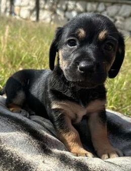Welpe Balou - Stuttgart