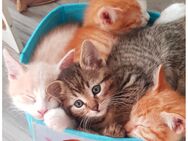 Main coon mix Katzenbabys getigert und rote - Ulm