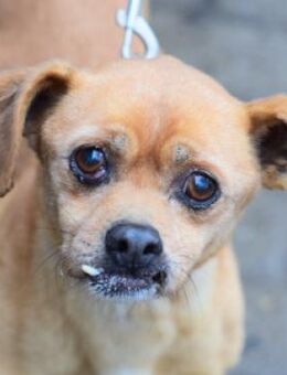 Dino - liebenswert & charmant - Lohmar