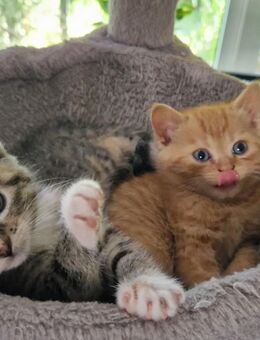 Liebe und verschmuste BKH Maincoon Mix kitten , katzenbabys - Korschenbroich
