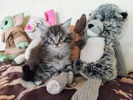 Maine Coon Kitten Coralie, Sofatigerchen❤️ - Breidenbach
