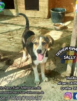 SALLY - sucht ihren -Harry- ;-) - Waakirchen