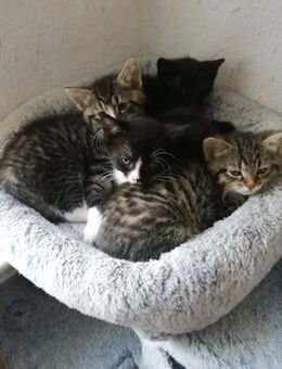 3 süße Katzenkinder suchen ein liebevolles Zuhause - Beetzseeheide