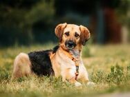 Freundliche Lilo sucht ihre Menschen - Duisburg